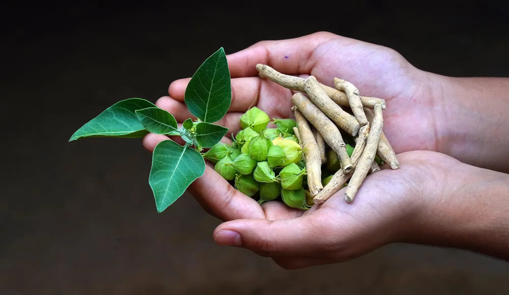 دليل الأشواجندا الشامل: 7 أسرار لتقليل التوتر وزيادة القوة البدنية!